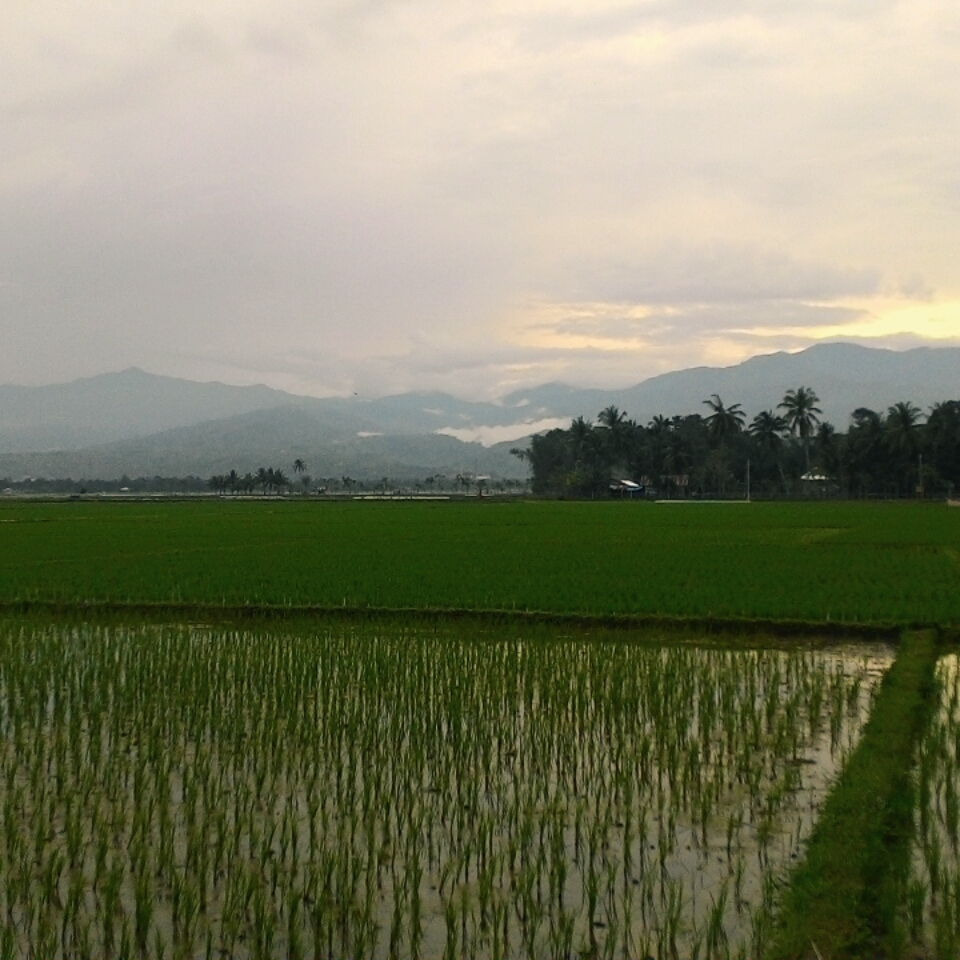 foto luasnya lahan pertanian di gampong Kuta Baroh